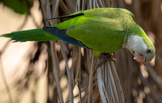 Mönchssittich - ML647077227