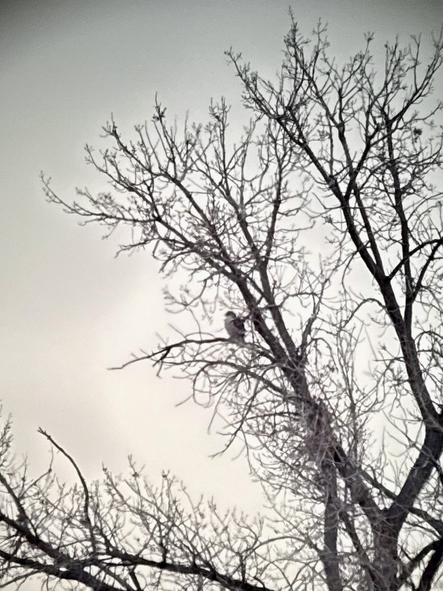 kongevåk - ML647077240