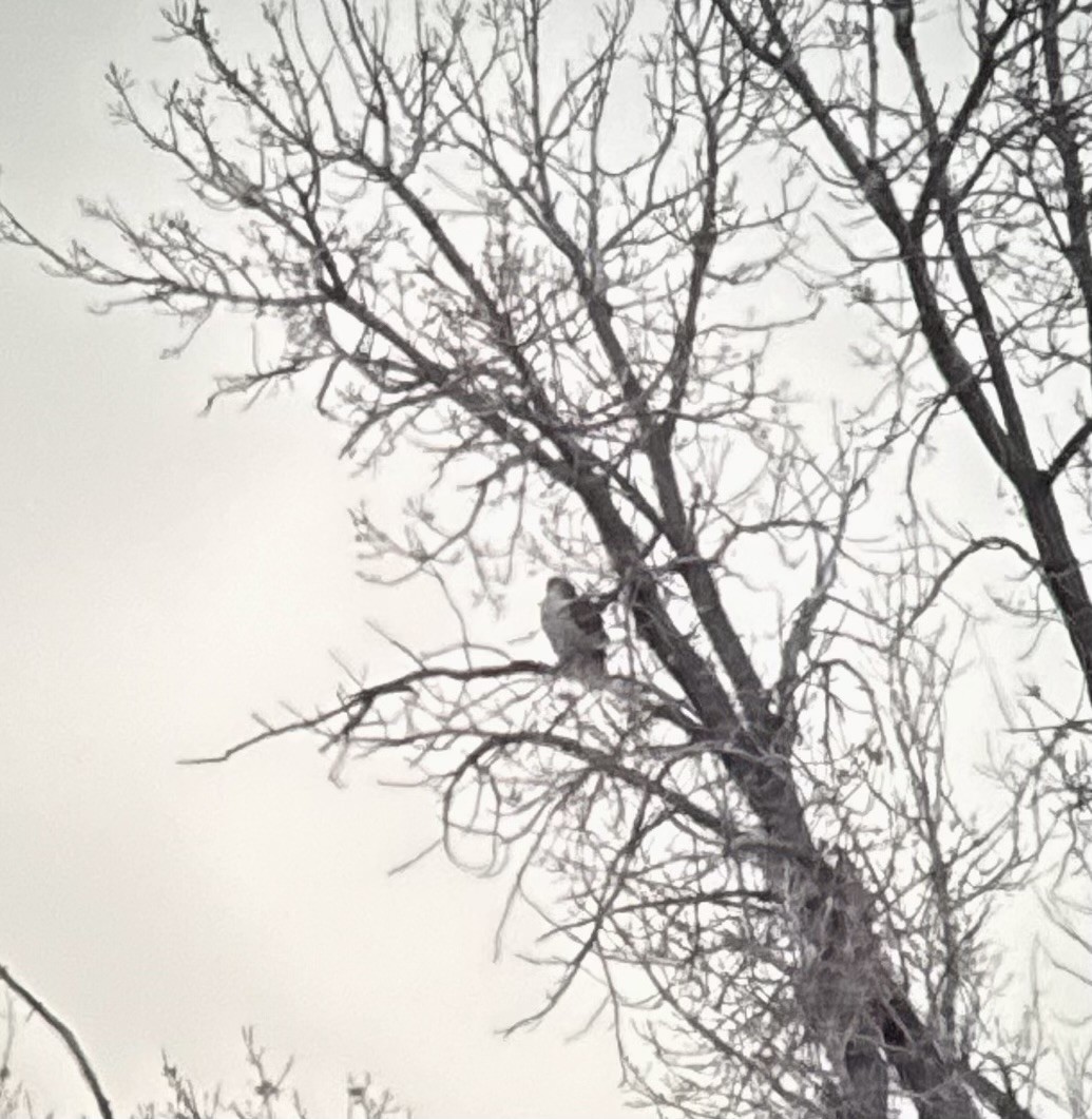 kongevåk - ML647077241