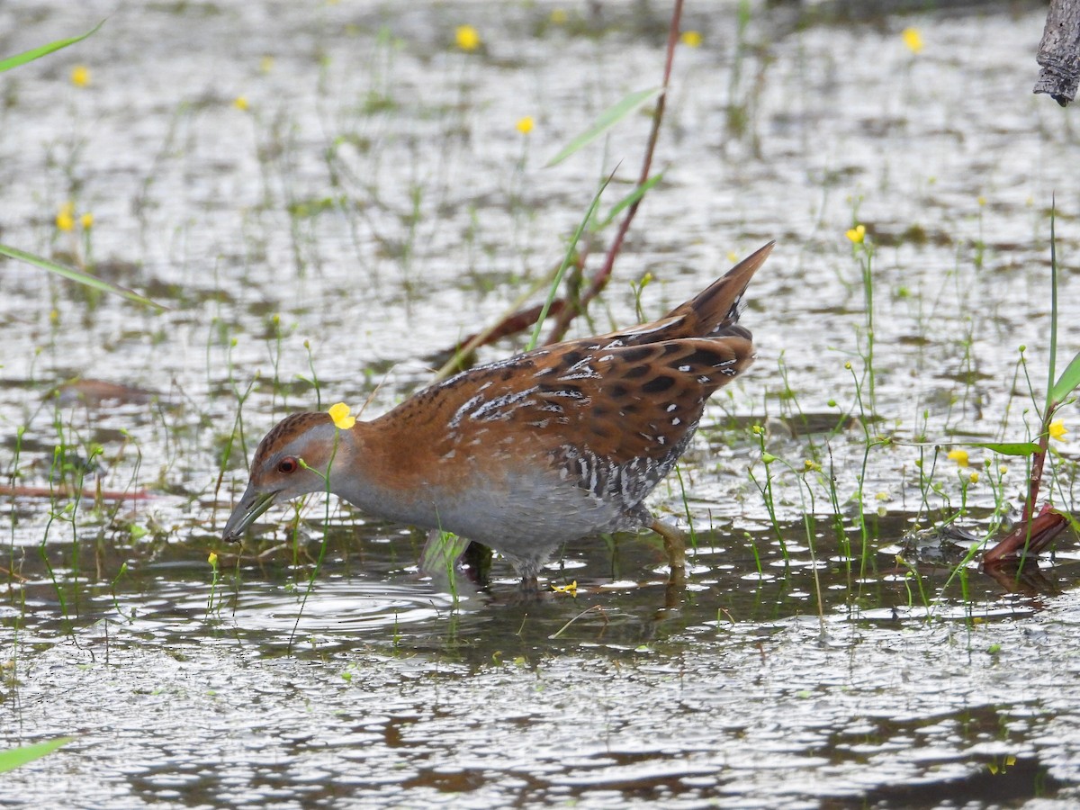 Baillon's Crake - ML647077262
