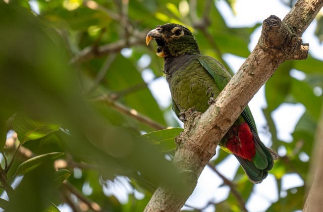 Scaly-headed Parrot - ML647077266
