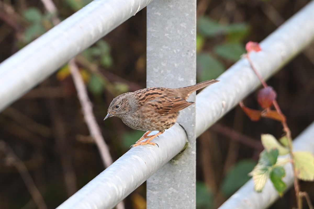 Accenteur mouchet - ML647077268