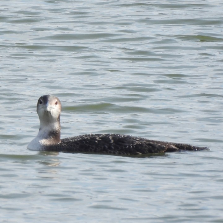 Common Loon - ML647077284