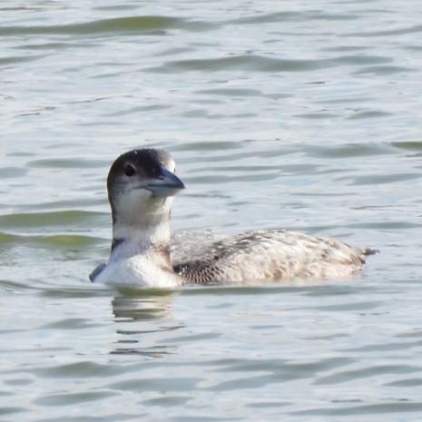 Common Loon - ML647077285