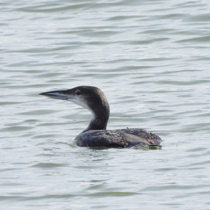 Common Loon - ML647077286