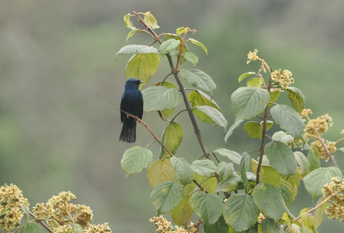 Purple-throated Cuckooshrike - ML647077287