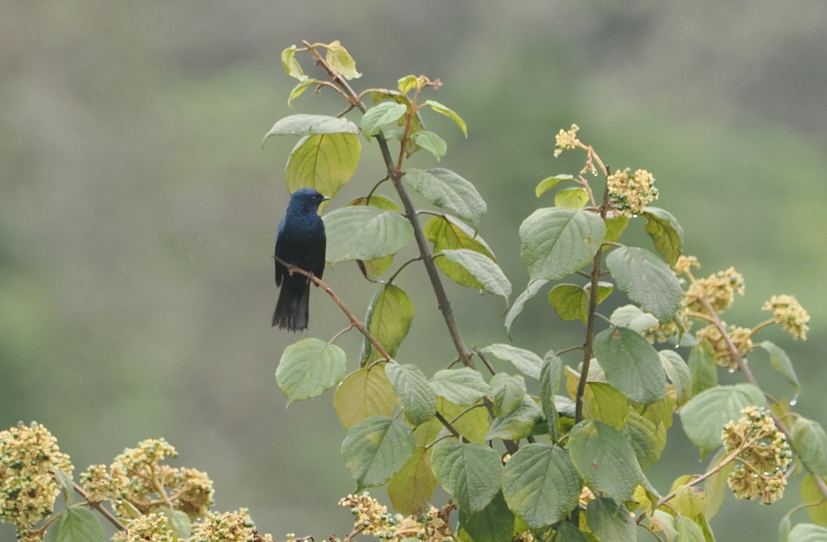 Purple-throated Cuckooshrike - ML647077288