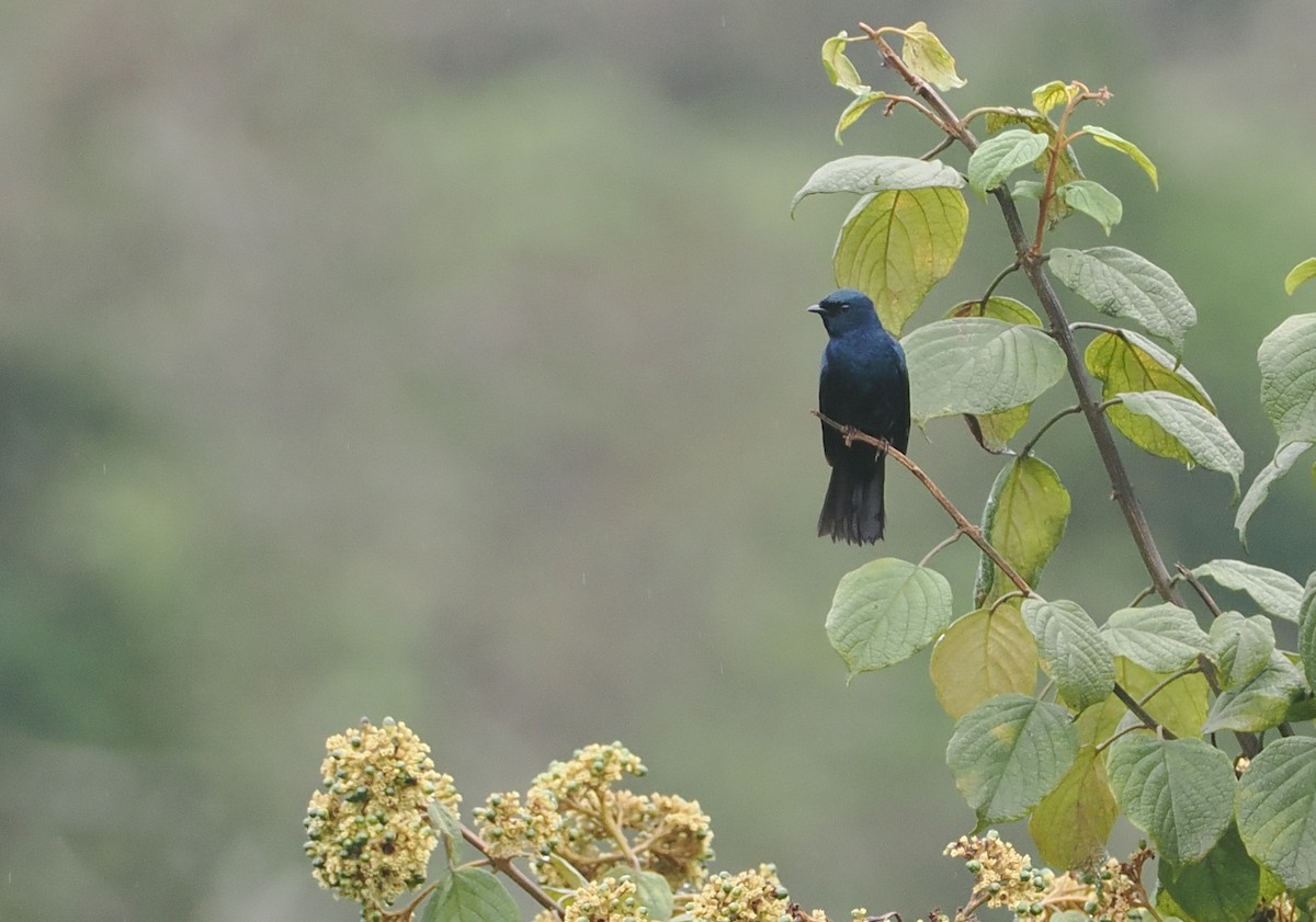 Purple-throated Cuckooshrike - ML647077289