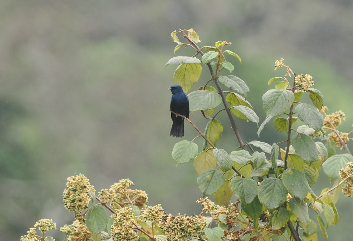 Purple-throated Cuckooshrike - ML647077290