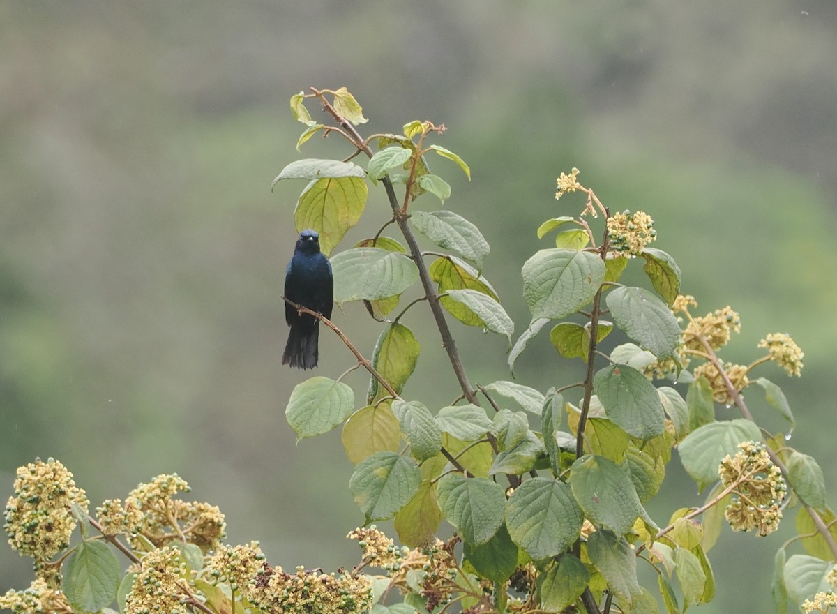 Purple-throated Cuckooshrike - ML647077291