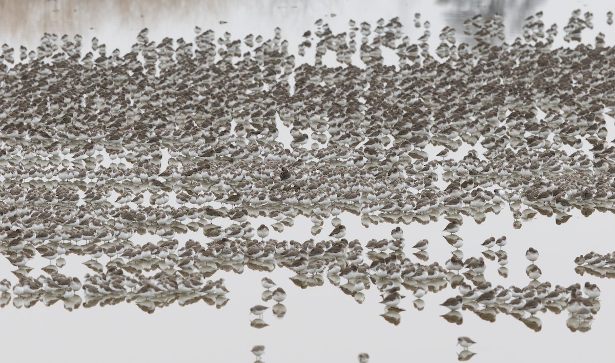 jespák aljašský - ML647077292