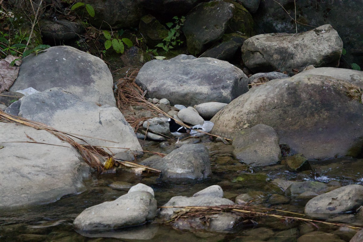 White-crowned Forktail - ML647077297