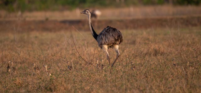 nandu pampový - ML647077303