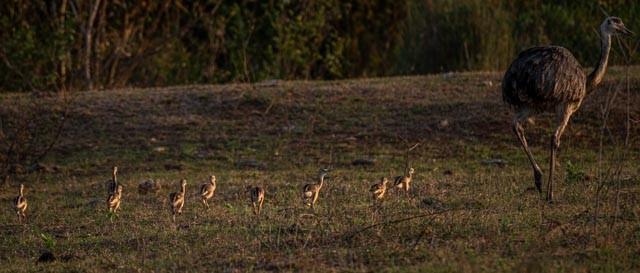 nandu pampový - ML647077304