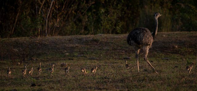 nandu pampový - ML647077305