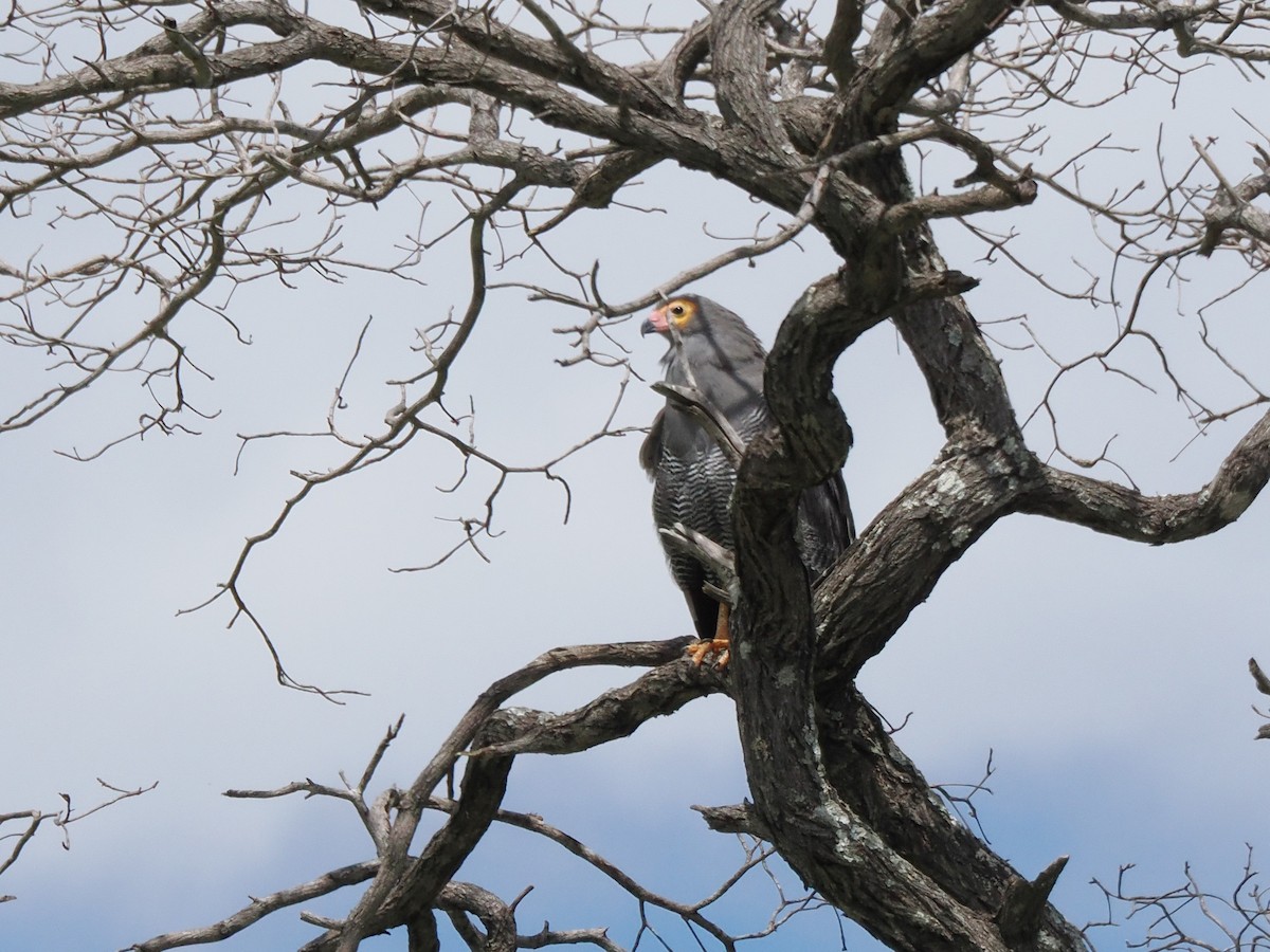 African Harrier-Hawk - ML647077320