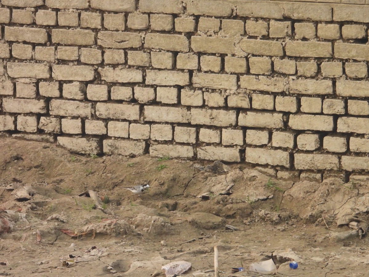 White Wagtail - ML647077324