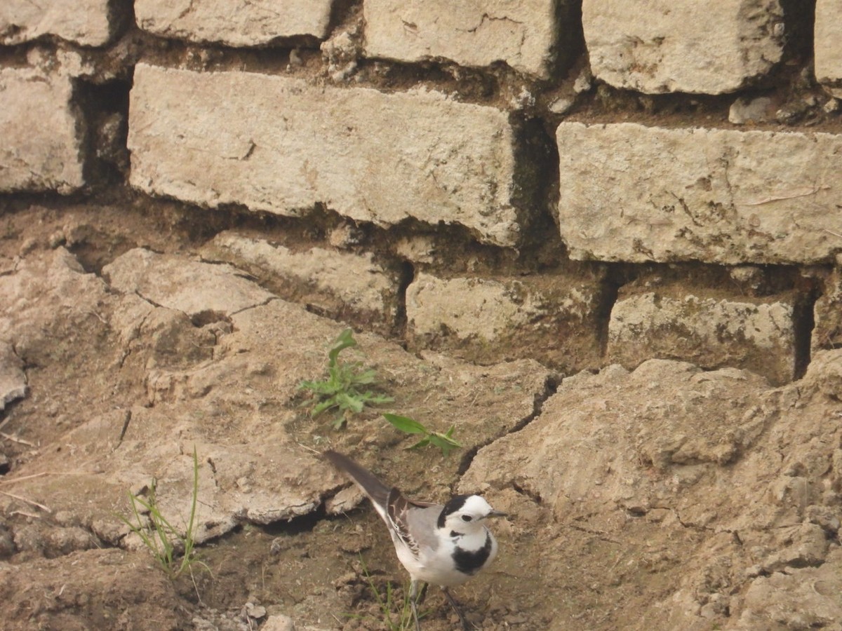White Wagtail - ML647077325