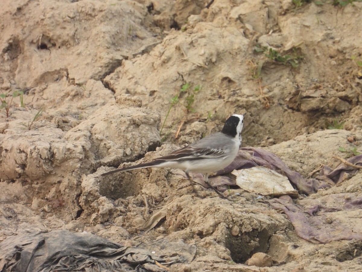White Wagtail - ML647077326