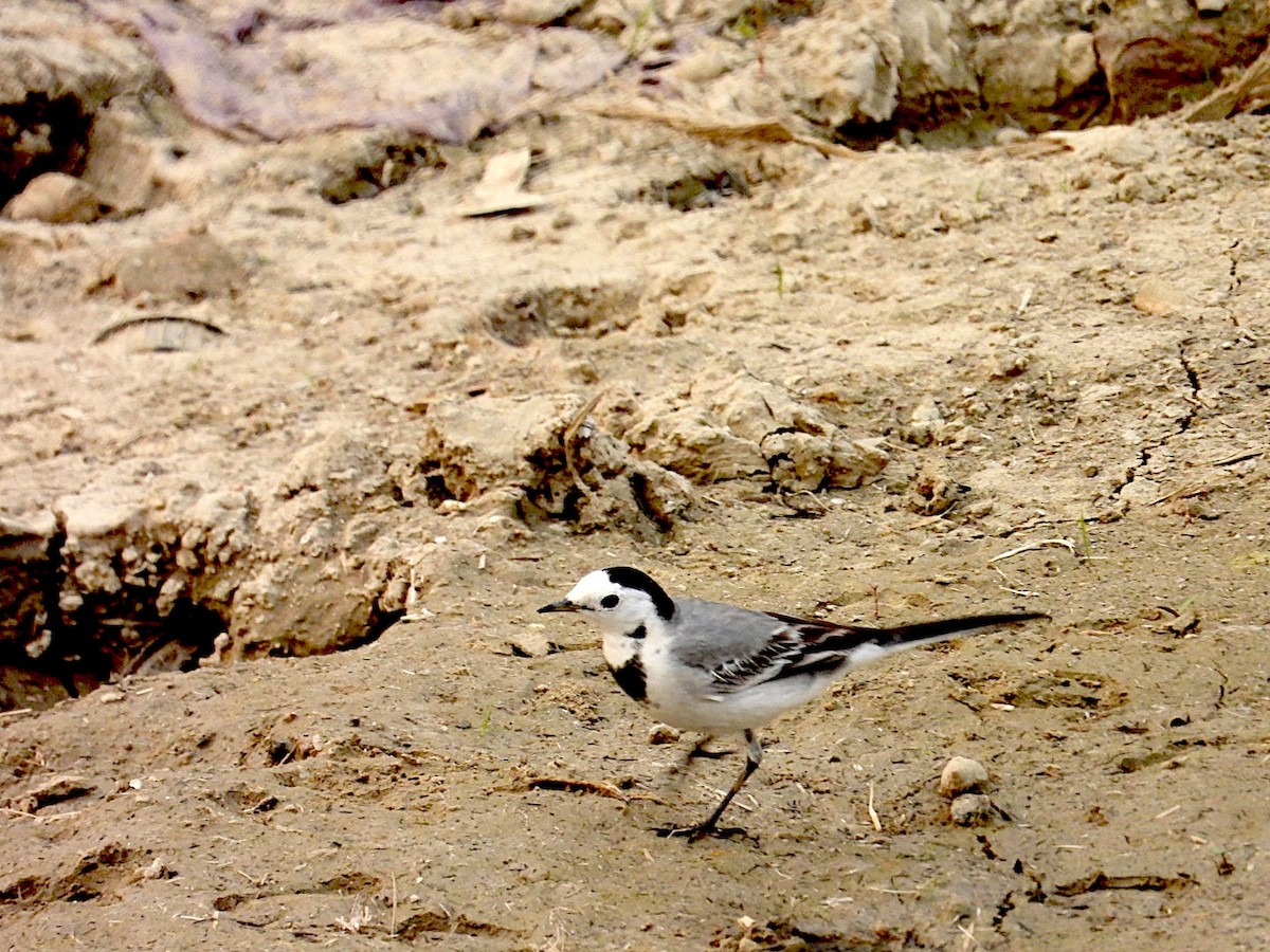 White Wagtail - ML647077327