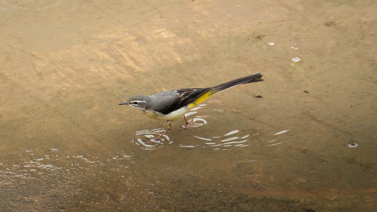 Gray Wagtail - ML647077328