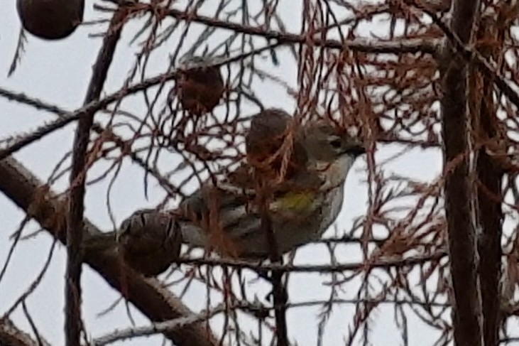 Yellow-rumped Warbler (Myrtle) - ML647077340