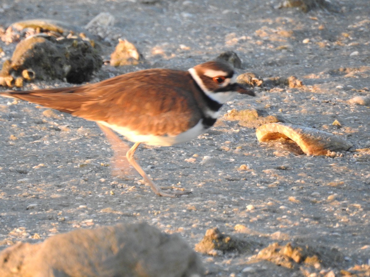 kulík rezavoocasý - ML647077341