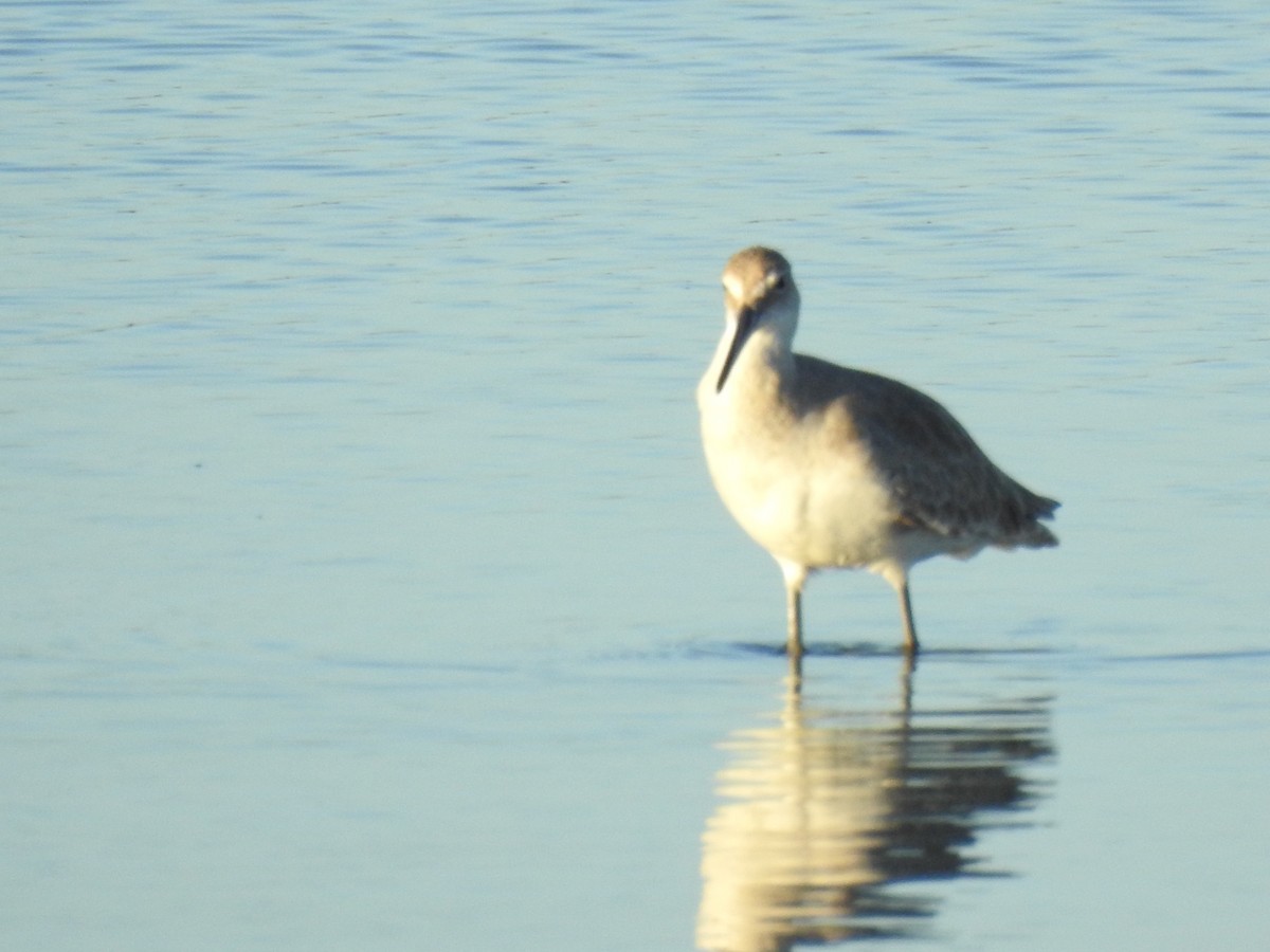 vodouš břehoušovitý - ML647077346