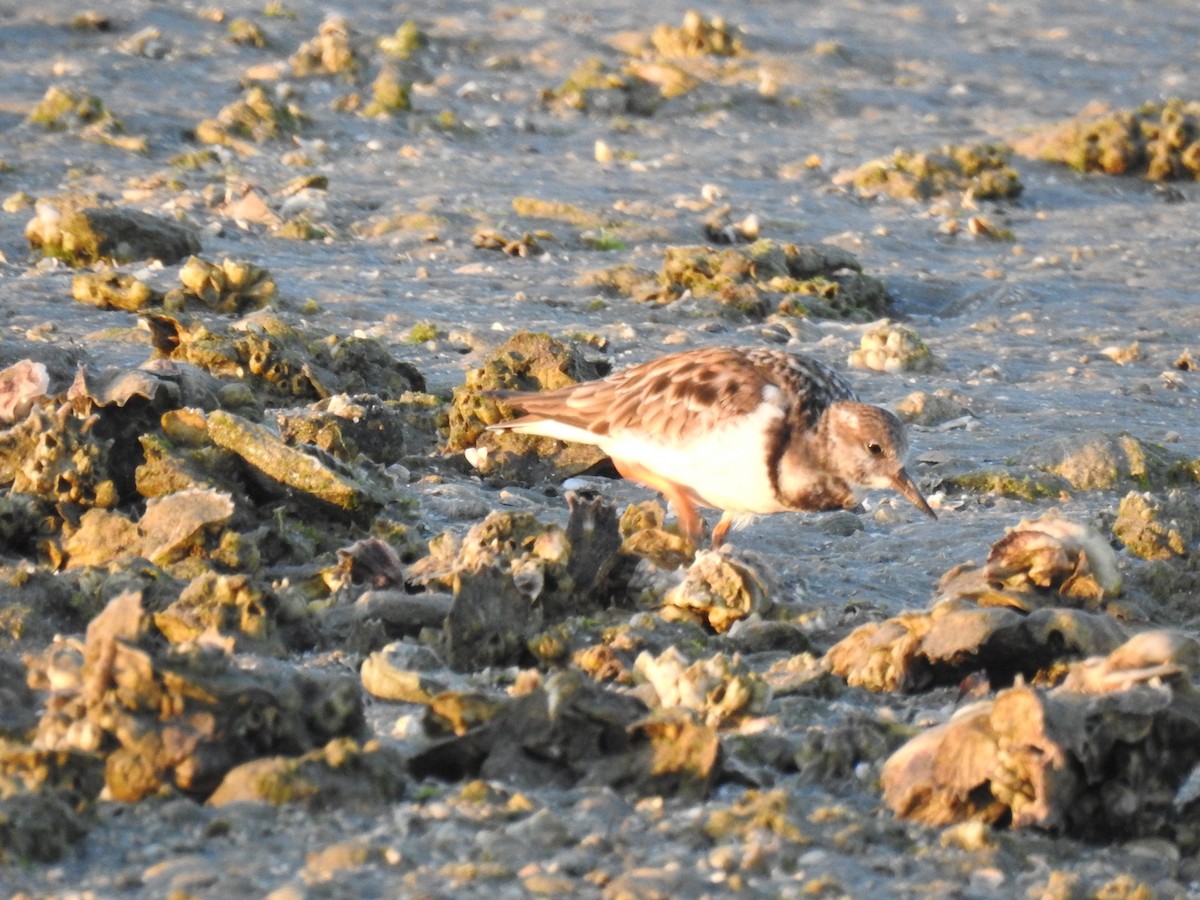 kamenáček pestrý - ML647077351