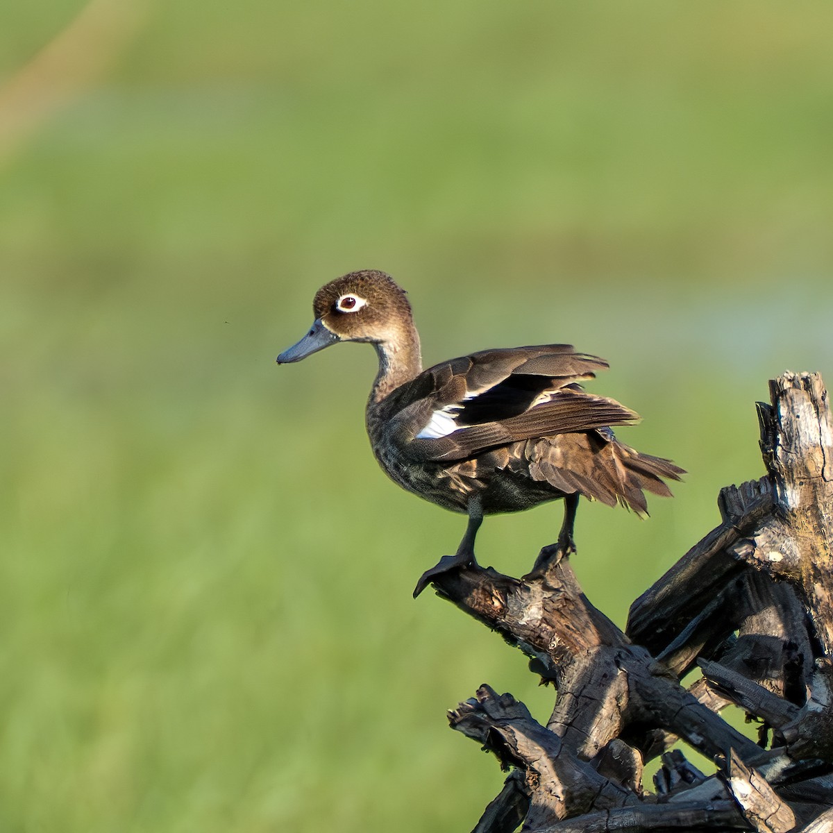 Andaman Teal - ML647077352