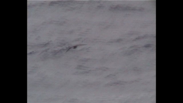 White-chinned Petrel - ML647077358