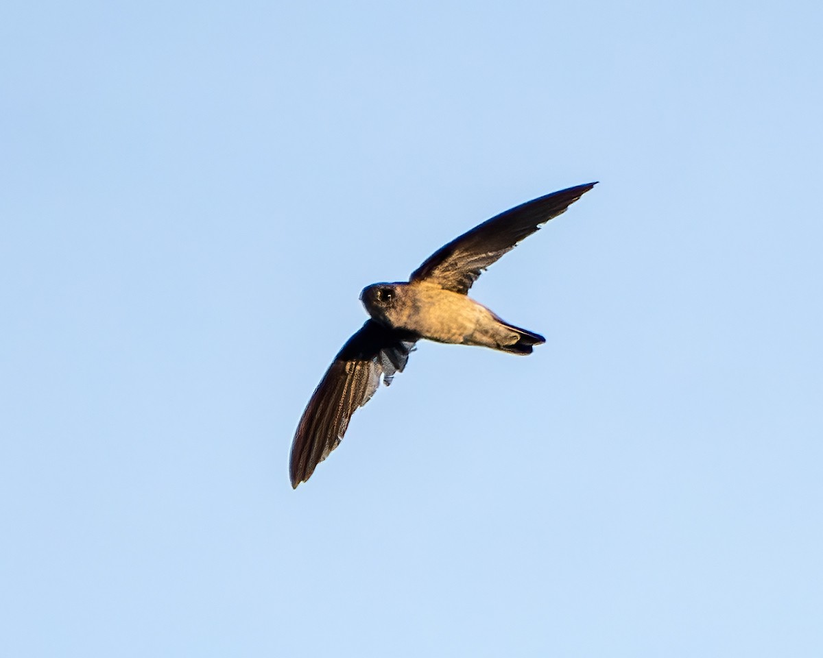 White-nest Swiftlet - ML647077361
