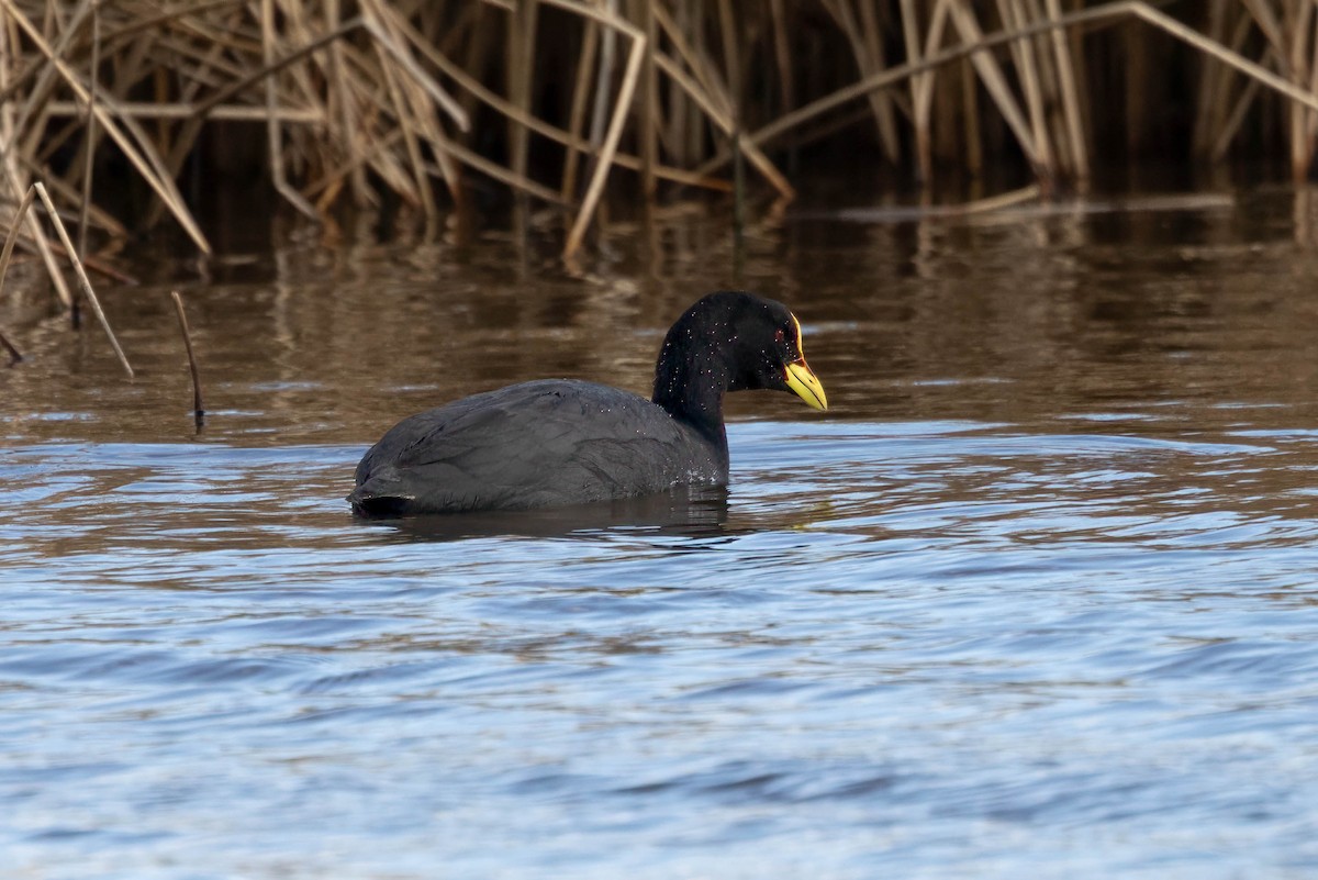 Red-gartered Coot - ML647077365