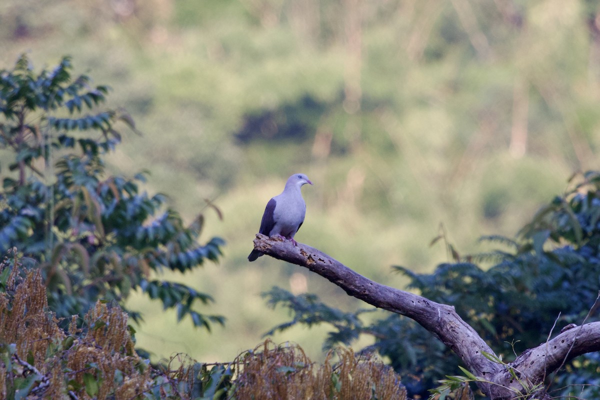 Mountain Imperial-Pigeon - ML647077374