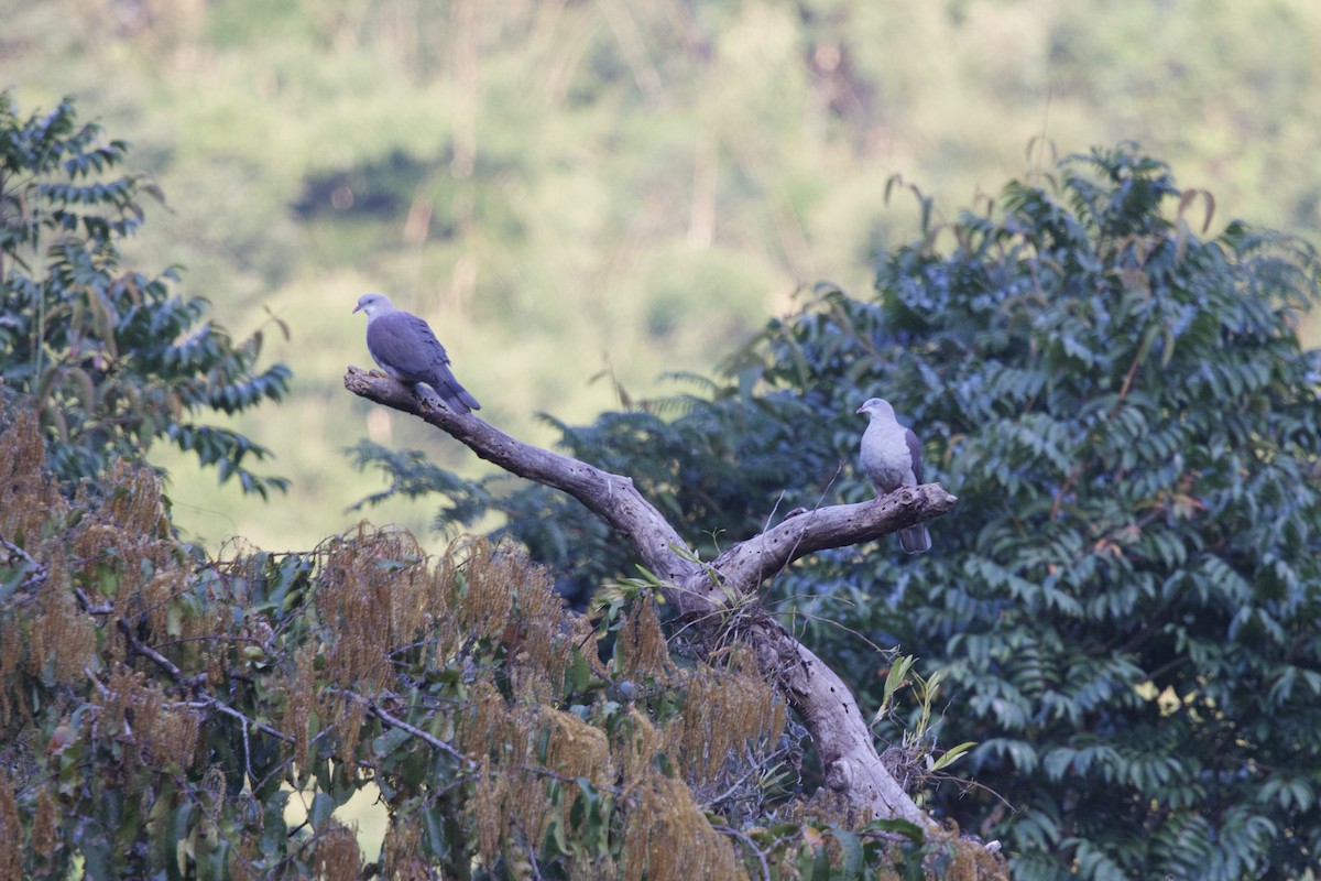 Mountain Imperial-Pigeon - ML647077375
