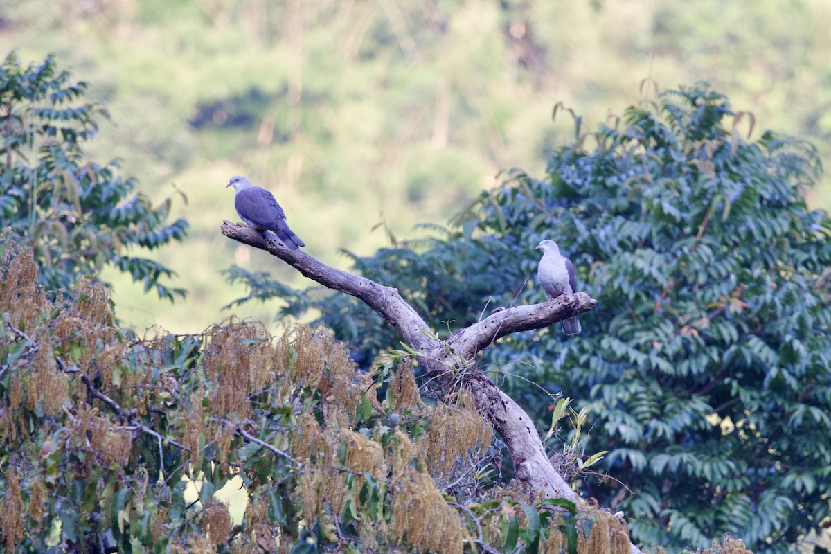 Mountain Imperial-Pigeon - ML647077376