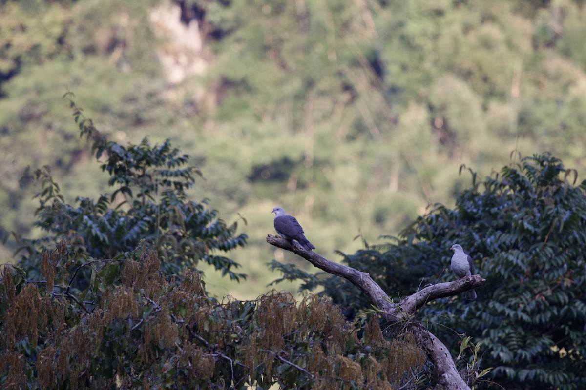 Mountain Imperial-Pigeon - ML647077377