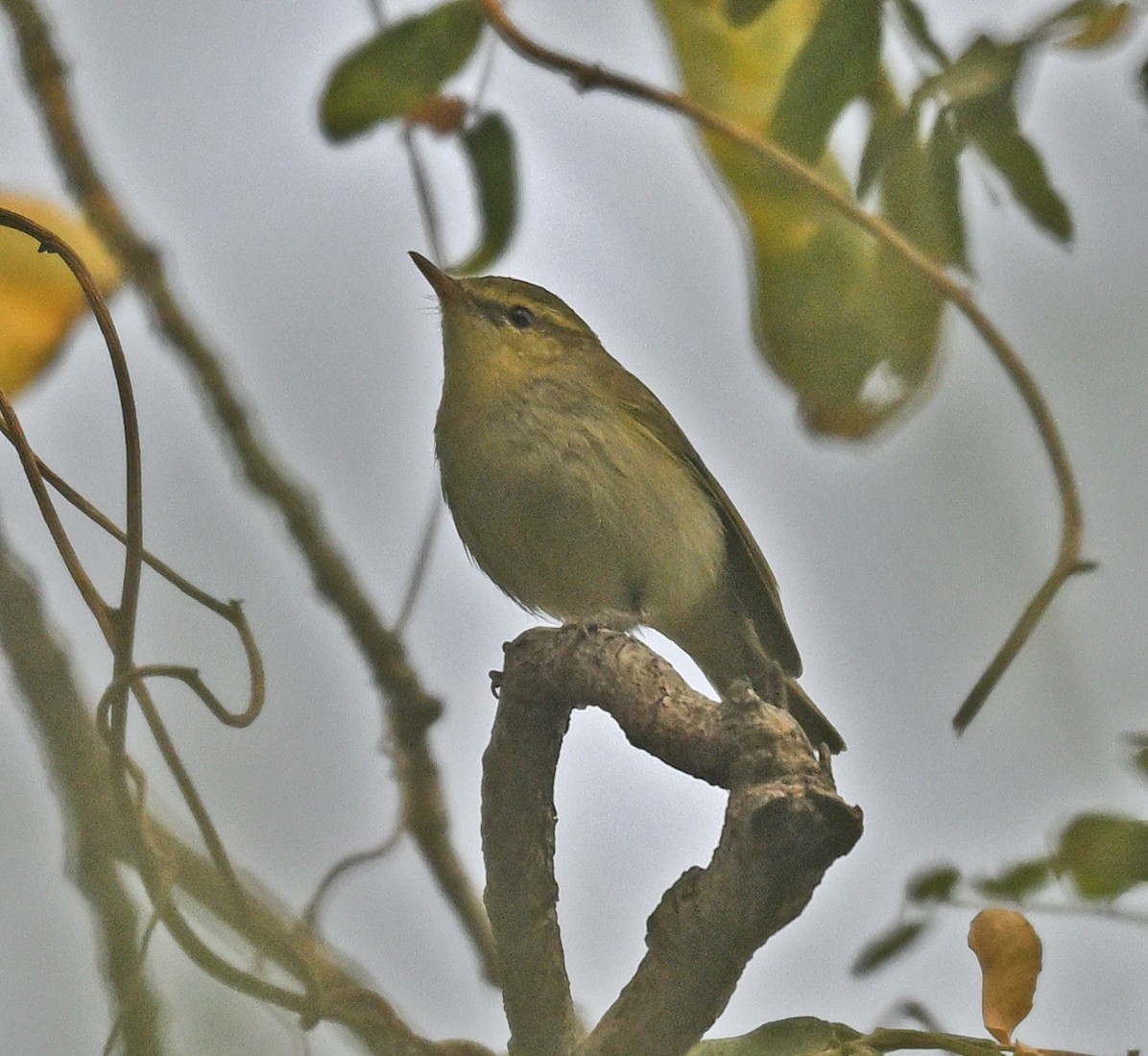 Pouillot du Caucase - ML647077378