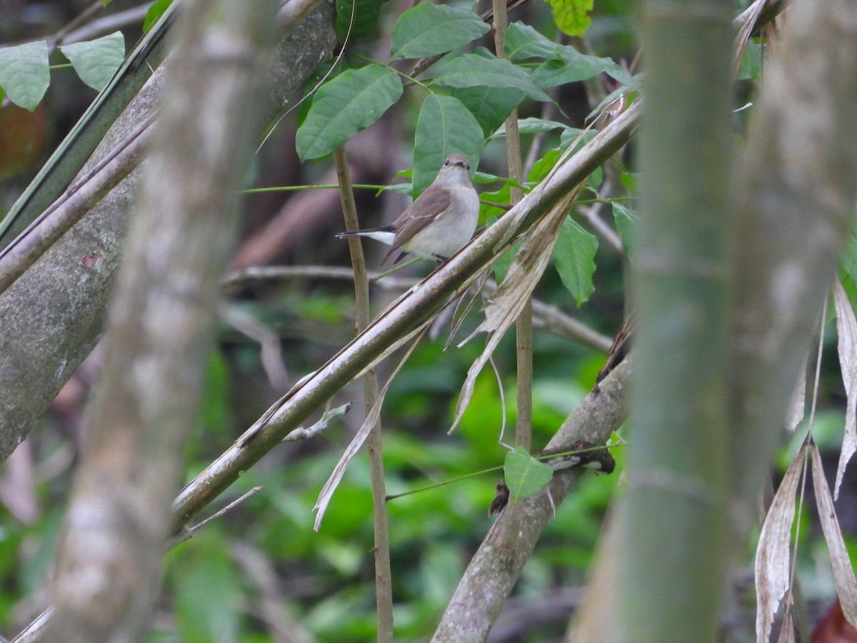 Taiga Flycatcher - ML647077379