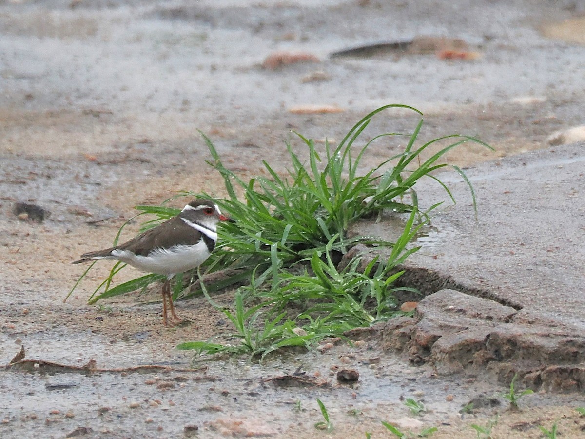 Three-banded Plover - ML647077381