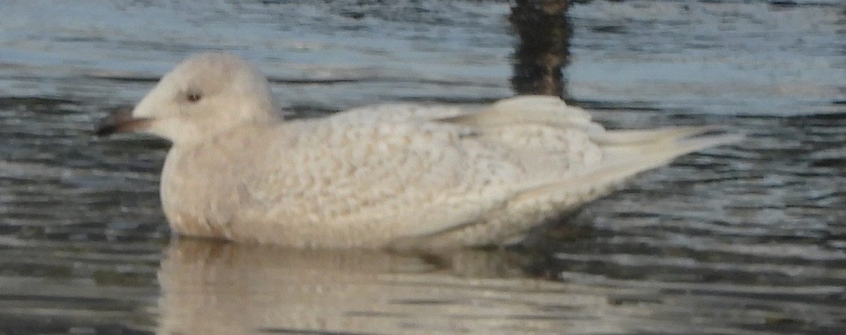 アイスランドカモメ - ML647077383