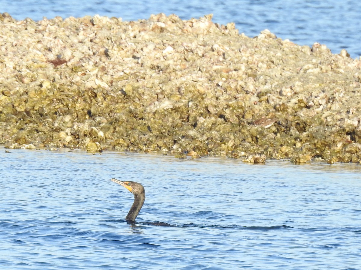 Double-crested Cormorant - ML647077387