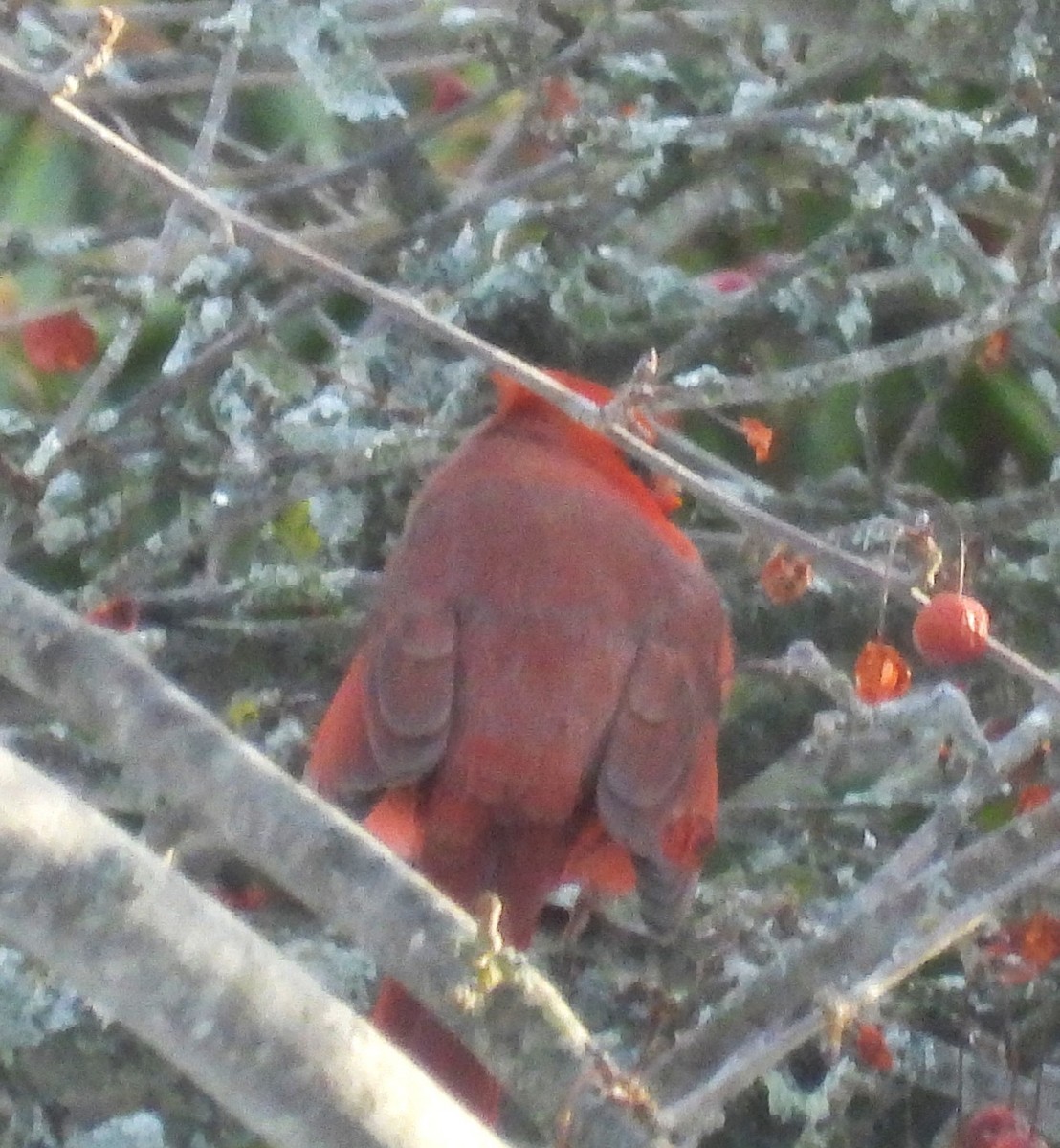 Northern Cardinal - ML647077392