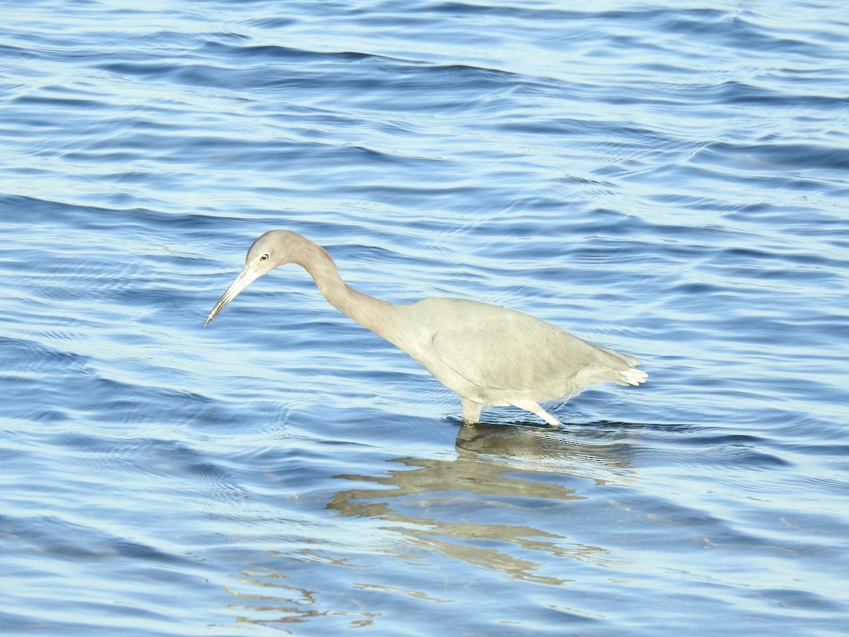 volavka modrošedá - ML647077395