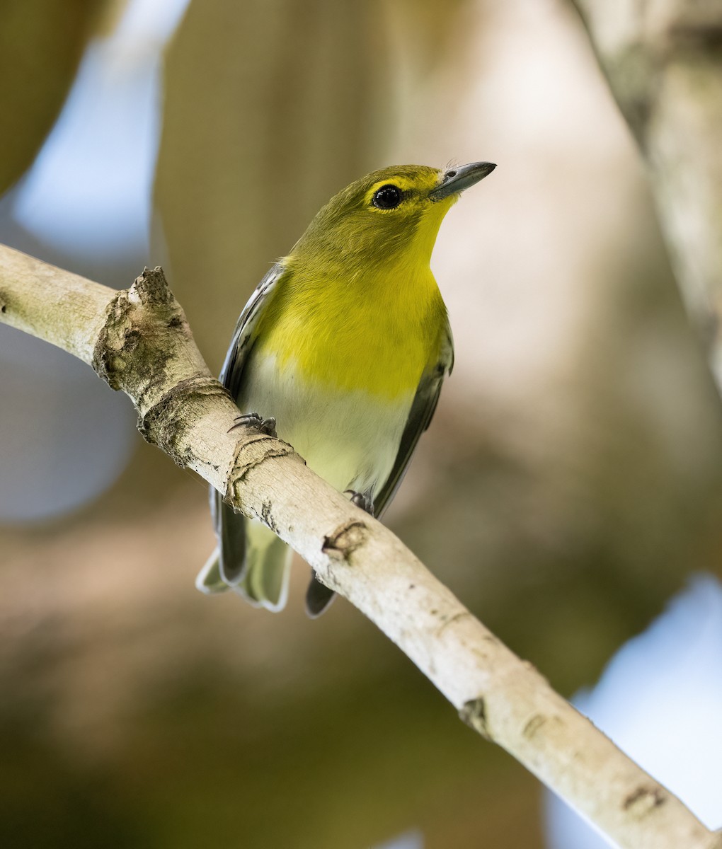 Yellow-throated Vireo - ML647077398