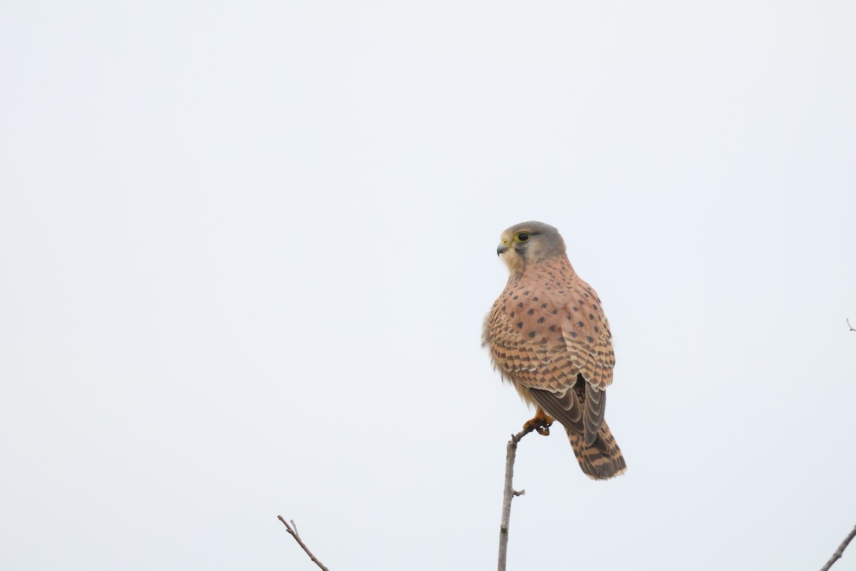בז מצוי - ML647077402