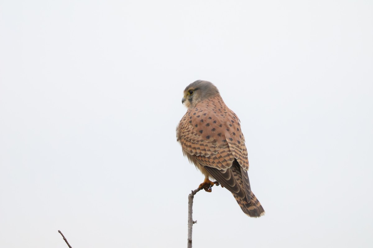 בז מצוי - ML647077404