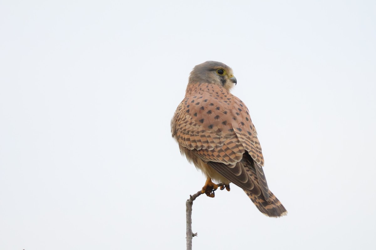 בז מצוי - ML647077405