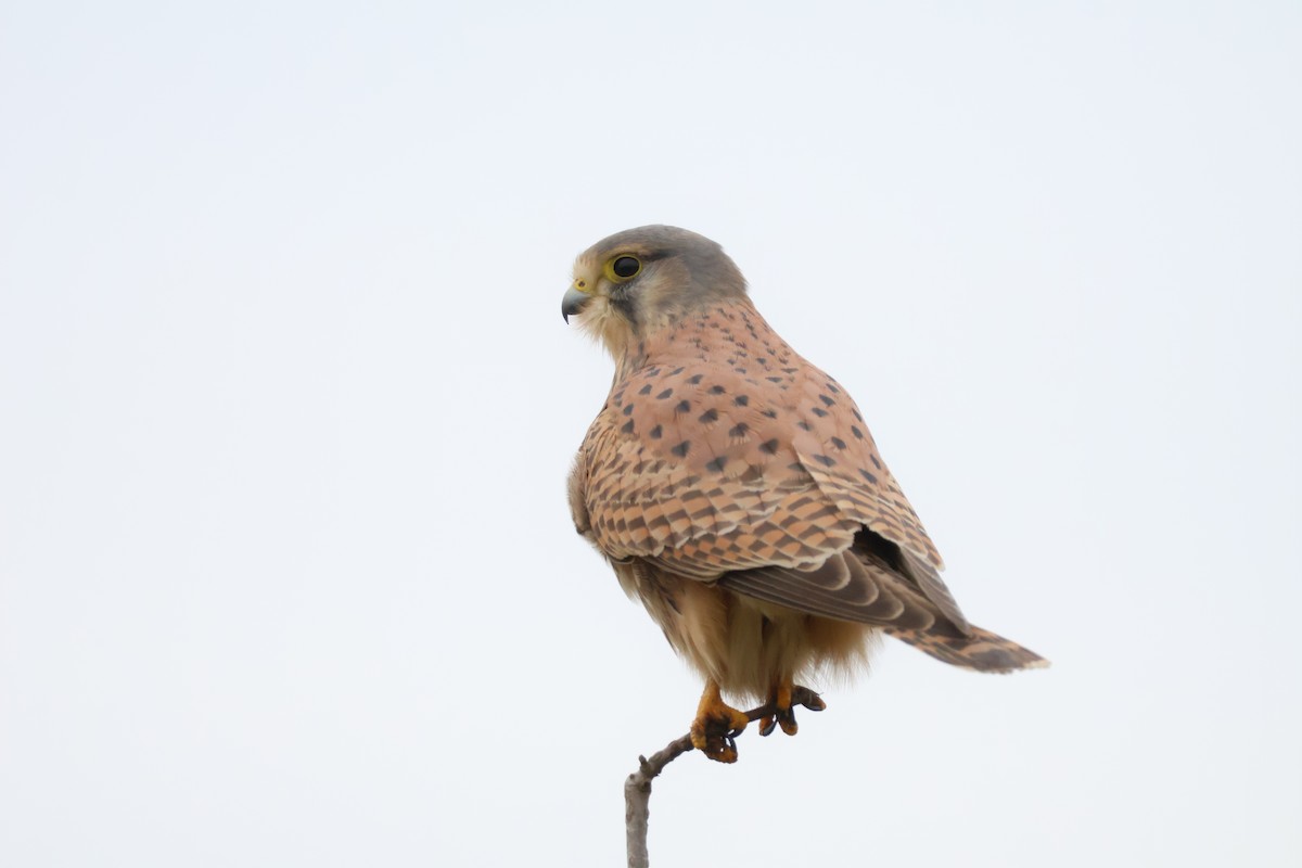 בז מצוי - ML647077406