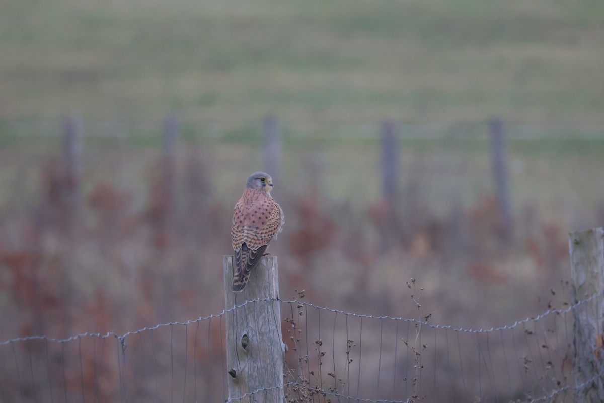 בז מצוי - ML647077409